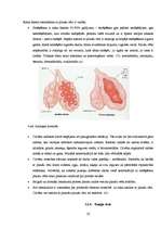 Referāts 'Vēža šūnu aktivizēšanās faktori un vēža diagnosticēšanas iespējas mūsdienu tradi', 20.