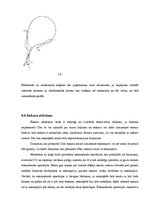 Prakses atskaite 'Prakses atskaite. Jūrskola', 34.