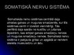 Prezentācija 'Cilvēka nervu sistēma un tās slimības', 7.