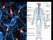 Prezentācija 'Cilvēka nervu sistēma un tās slimības', 25.