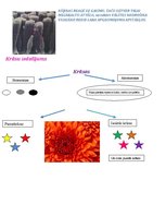 Referāts 'Krāsu teorija', 6.