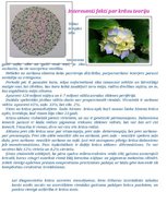 Referāts 'Krāsu teorija', 7.