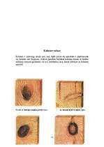 Referāts 'Priedes', 10.