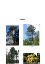 Referāts 'Priedes', 16.