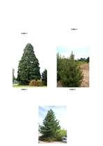 Referāts 'Priedes', 17.