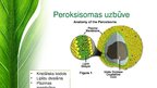Prezentācija 'Peroksisomas - bioloģija', 5.