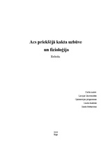 Referāts 'Acs priekšējā kakta uzbūve un fizioloģija', 1.