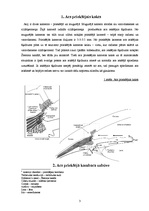 Referāts 'Acs priekšējā kakta uzbūve un fizioloģija', 3.