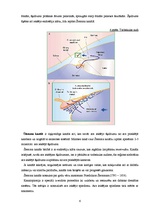 Referāts 'Acs priekšējā kakta uzbūve un fizioloģija', 6.