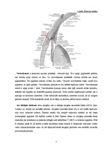 Referāts 'Acs priekšējā kakta uzbūve un fizioloģija', 7.