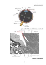 Referāts 'Acs priekšējā kakta uzbūve un fizioloģija', 11.