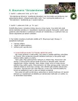 Konspekts 'R. Blaumanis “Skroderdienas Silmačos”', 1.