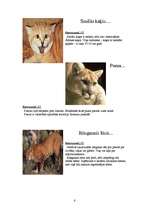 Referāts 'Kaķu dzimta', 6.