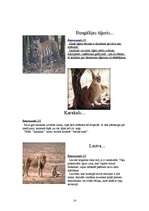 Referāts 'Kaķu dzimta', 14.