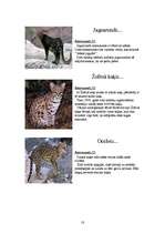 Referāts 'Kaķu dzimta', 18.