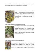 Referāts 'Piesārņojums Anniņmuižas mežā', 14.