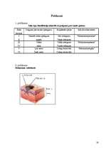 Referāts 'Solārija ietekme uz cilvēka organismu', 29.