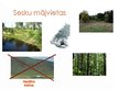 Prezentācija 'Meža seski', 12.