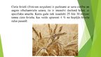 Prezentācija 'Kā ūdens stress ietekmē cietos kviešus Triticum turgidum atkarībā no šķirnes', 2.