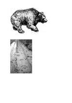 Konspekts 'Brūnais lācis', 9.