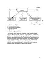 Referāts 'Kredīti un to raksturojums', 14.