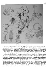 Referāts 'Endokrīnā sistēma', 4.