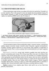 Referāts 'Endokrīnā sistēma', 8.