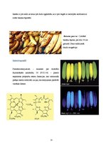 Referāts 'Pētnieciskais darbs pārtikas ķīmijā. Āboli un banāni', 18.