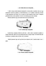 Referāts 'Maltas ezera fauna un flora', 36.