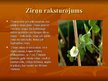 Prezentācija 'Zirņu audzēšana', 2.