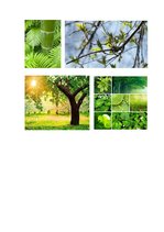 Konspekts 'Salātu krāsas nozīmes analīze', 4.