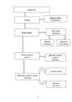 Diplomdarbs 'Runas attīstības procesa veicināšana ārpusnodarbību laikā 3-4 gadus veciem bērni', 8.