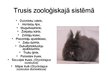 Prezentācija 'Truši', 3.