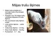 Prezentācija 'Truši', 5.