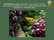 Prezentācija 'Rododendri', 2.