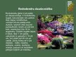 Prezentācija 'Rododendri', 4.
