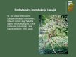 Prezentācija 'Rododendri', 7.