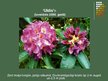 Prezentācija 'Rododendri', 13.