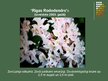 Prezentācija 'Rododendri', 16.