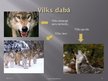 Prezentācija 'Vilks', 8.