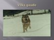 Prezentācija 'Vilks', 9.
