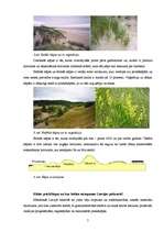 Referāts 'Eolais reljefs Latvijā', 5.