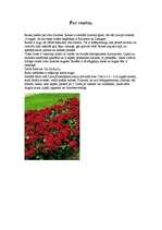 Referāts 'Rozes', 2.