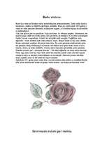 Referāts 'Rozes', 3.