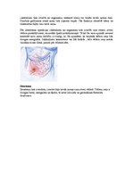 Konspekts 'Stoma', 4.