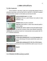 Referāts 'Eiro', 6.