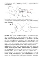 Konspekts 'Cilvēka nervu sistēma', 2.