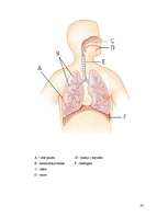 Referāts 'Vēzis', 23.