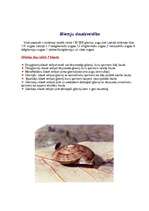 Referāts 'Gliemji', 5.