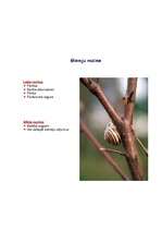 Referāts 'Gliemji', 7.